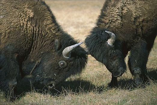 美洲野牛vs中国野牛的相关图片